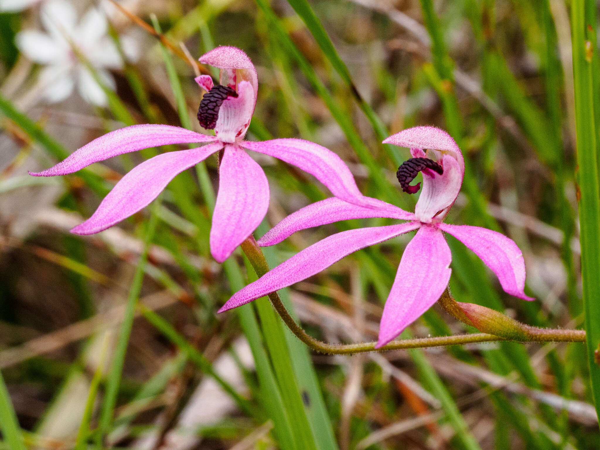 Image of Black-tongue caladenia