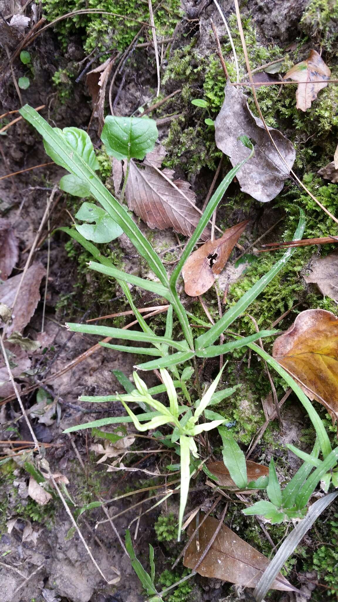 Sivun Pteris multifida Poir. kuva