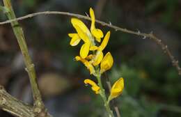 Image of leafy broom