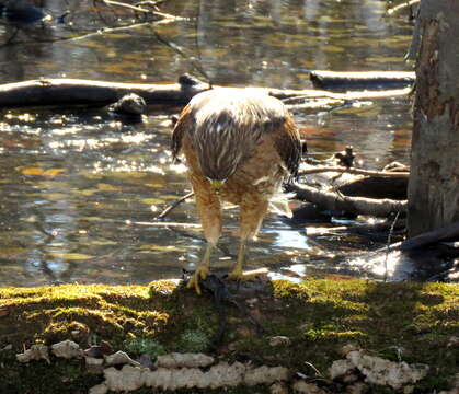 Image of Buteo lineatus lineatus (Gmelin & JF 1788)