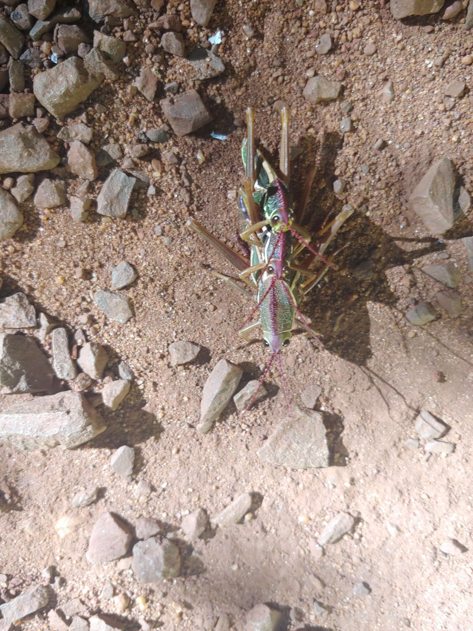 Plancia ëd Staleochlora arcuata iguazuensis Roberts, H. R. & Carbonell 1992