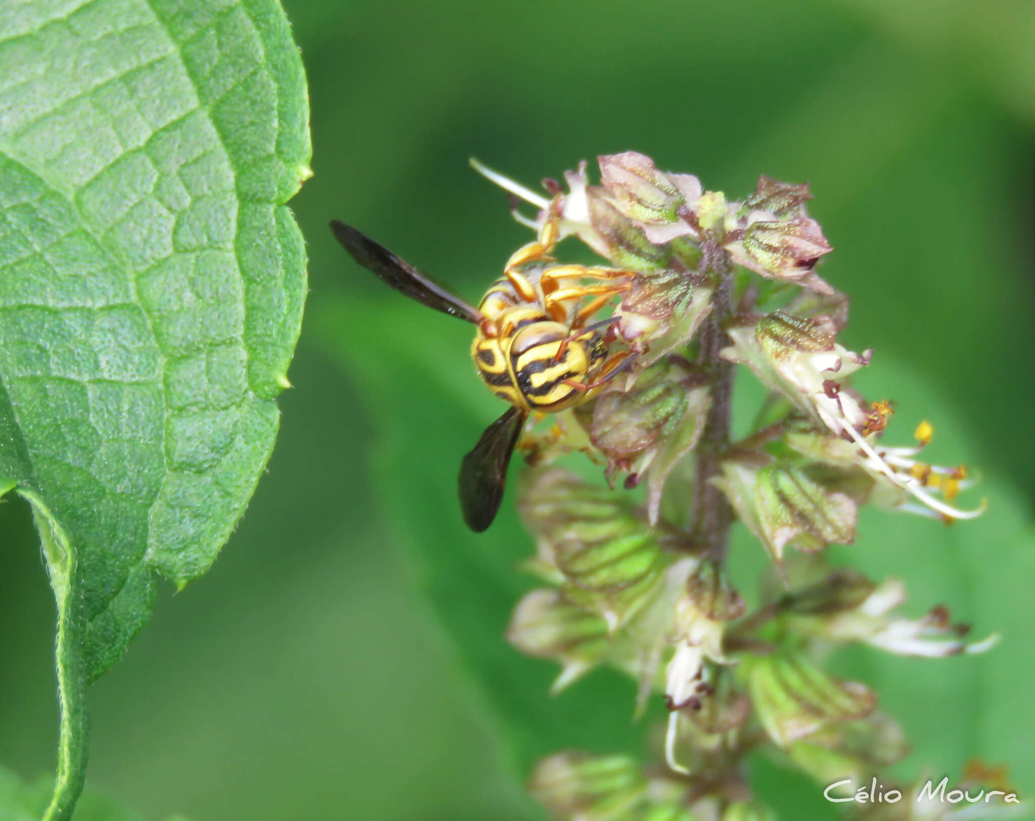 Image of Epanthidium tigrinum (Schrottky 1905)