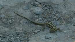 Image of Anatolian Lizard