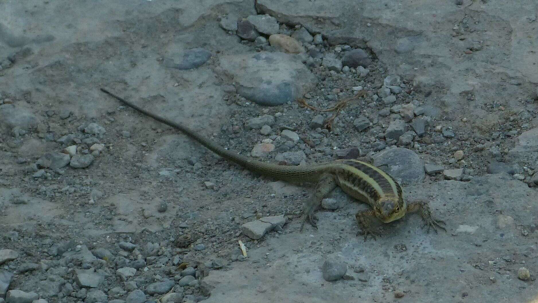 Image of Anatolian Lizard