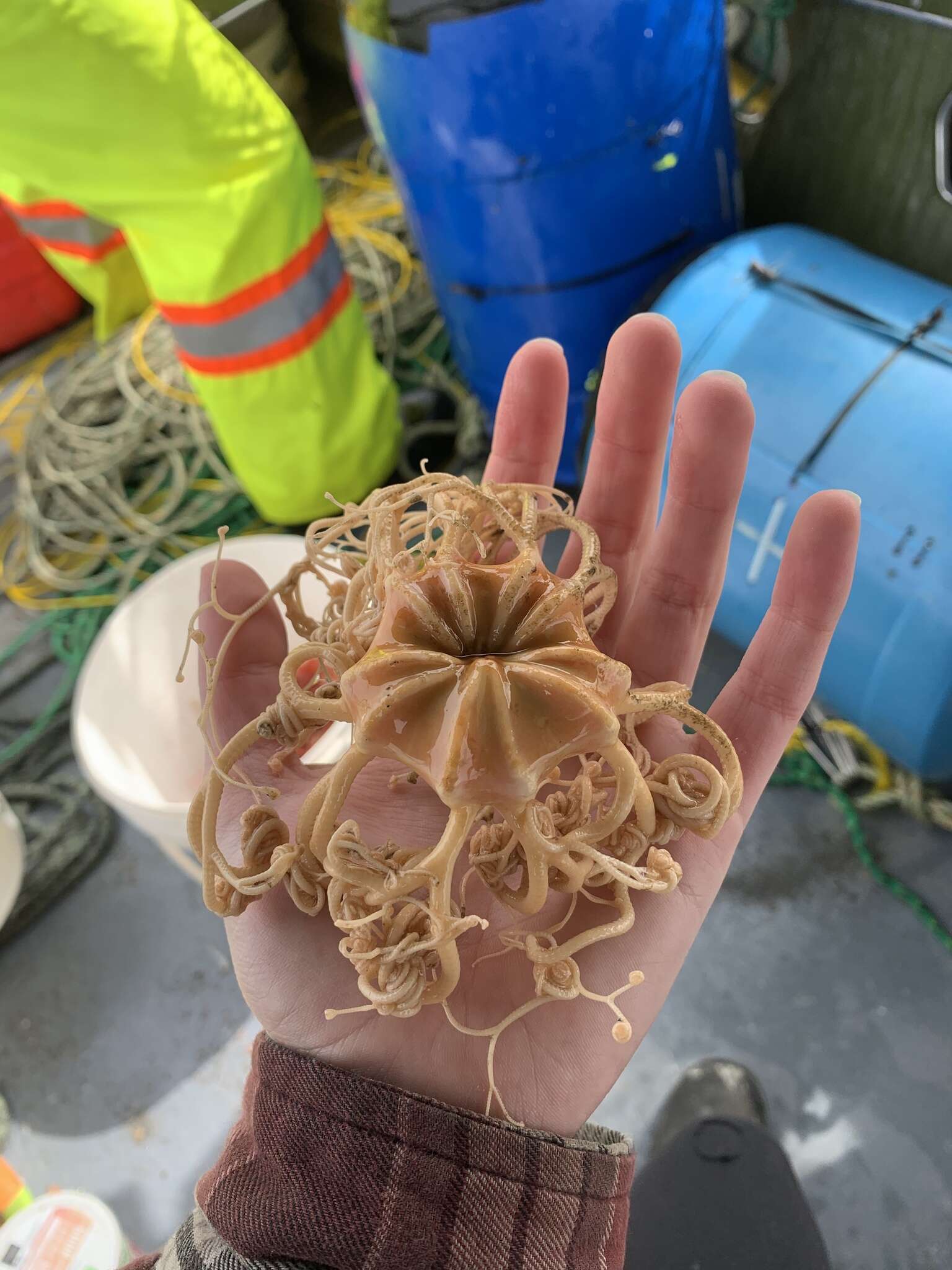 Image of basket star