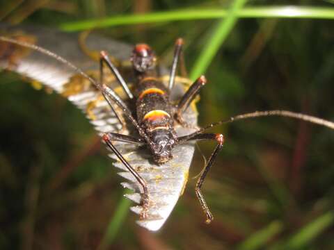 Image of Monticomorpha flavolimbata (Redtenbacher 1906)