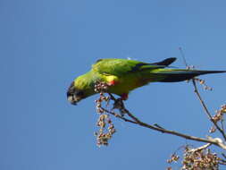 Image of Nanday Parakeet