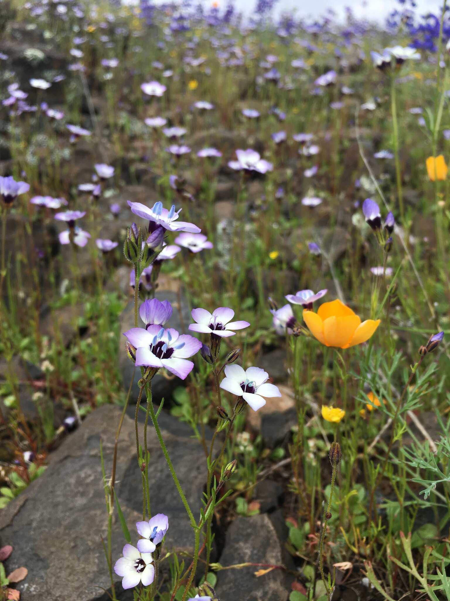 Image of bird's-eye gilia