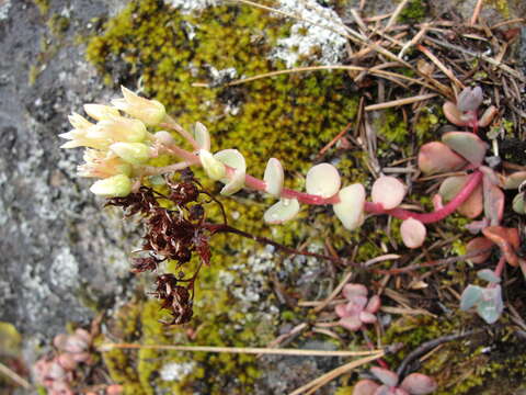 Image of Sedum flavidum