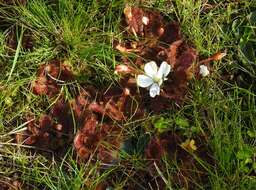 Image of Drosera aberrans (Lowrie & Carlquist) Lowrie & Conran