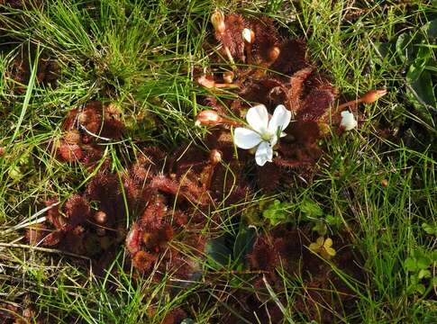 Image de Drosera aberrans (Lowrie & Carlquist) Lowrie & Conran