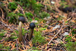 Image of Tolypocladium capitatum (Holmsk.) Quandt, Kepler & Spatafora 2014