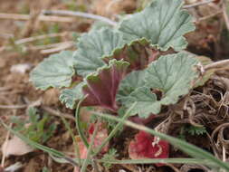 Imagem de Erodium macrophyllum Hook. & Arn.