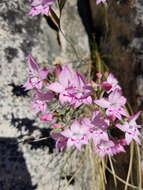 Image of Gladiolus cylindraceus G. J. Lewis