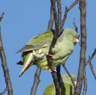 Image of African Green Pigeon