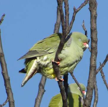 Image of African Green Pigeon