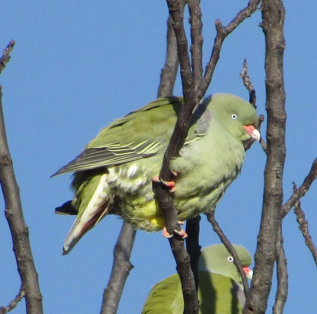 Image of African Green Pigeon