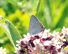 صورة Satyrium acadica (Edwards 1862)