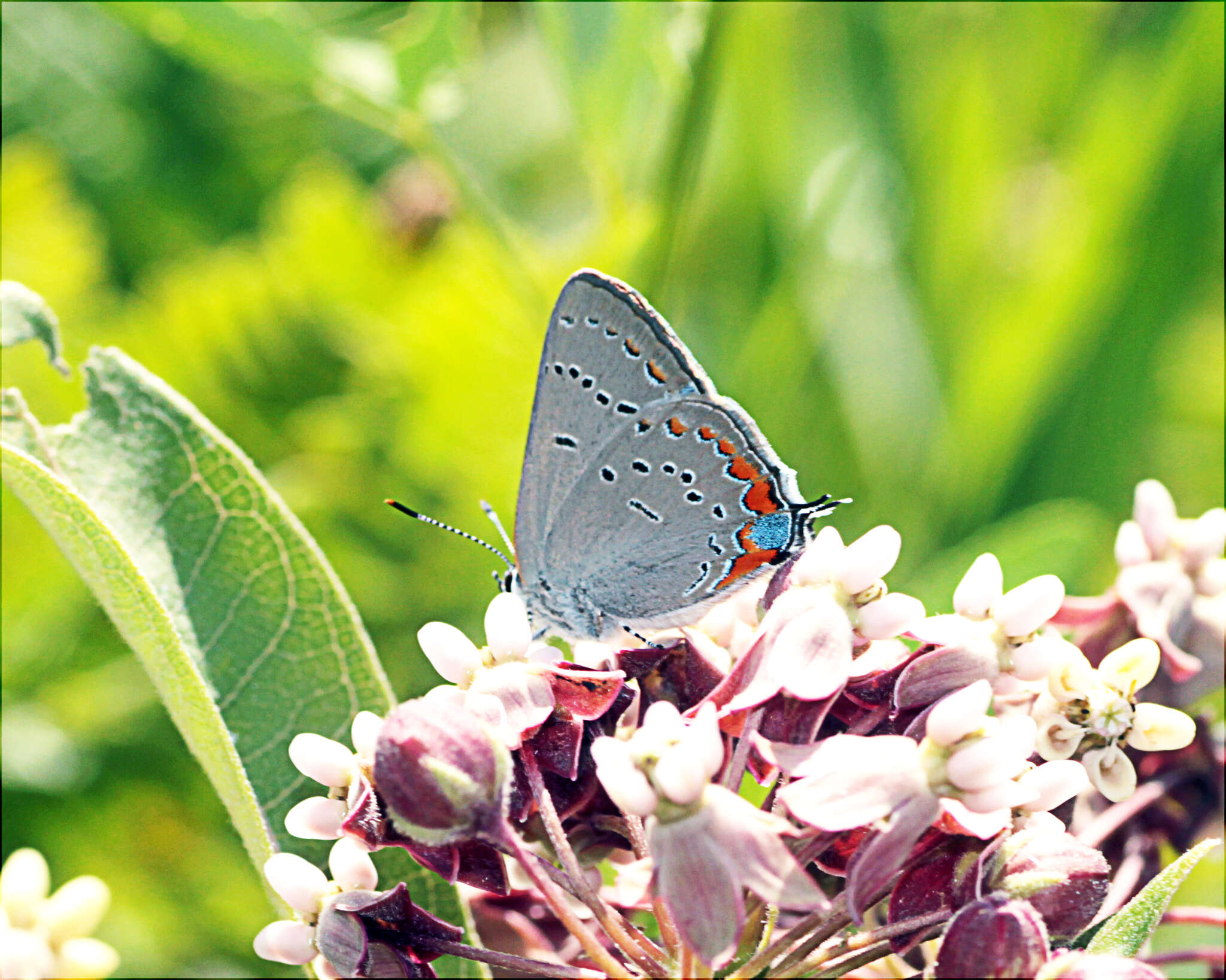 Image of Acadian Hairstreak