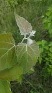 Image of Chinese white poplar