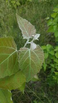 Image of Chinese white poplar