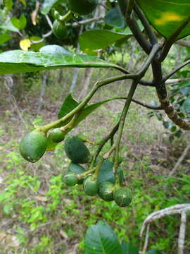 Plancia ëd Tabernaemontana cerifera Pancher & Sebert