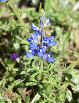 Image of Texas bluebonnet