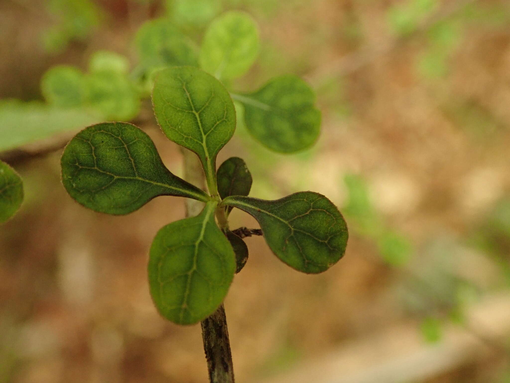 Image of Coprosma tenuicaulis Hook. fil.