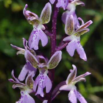 Image of Orchis patens subsp. patens