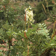 Imagem de Eysenhardtia orthocarpa (A. Gray) S. Watson