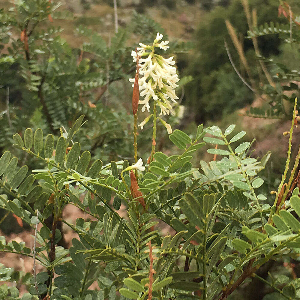 Imagem de Eysenhardtia orthocarpa (A. Gray) S. Watson