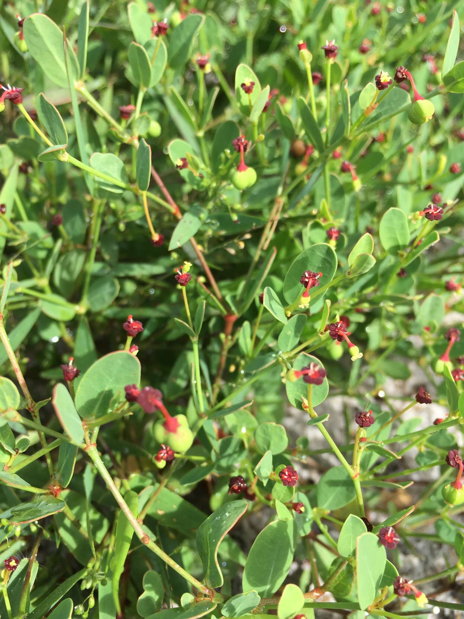 Sivun Euphorbia exserta (Small) Coker kuva