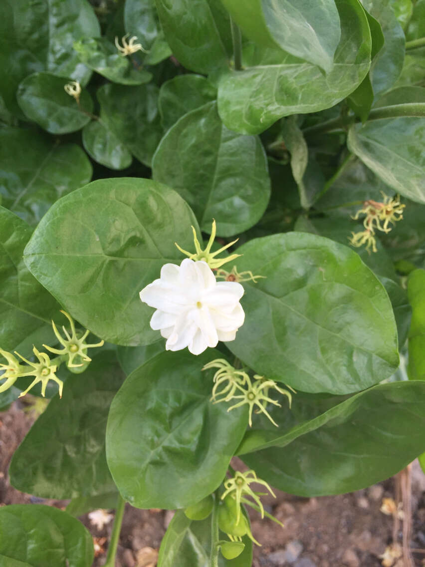 Image of Arabian jasmine