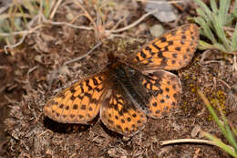 Plancia ëd Boloria frigga sagata (W. Barnes & Benjamin 1923)