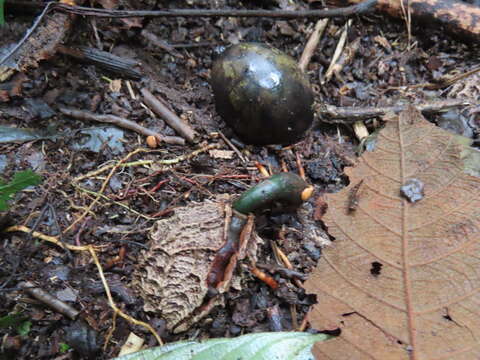 Image of Calatola costaricensis Standl.