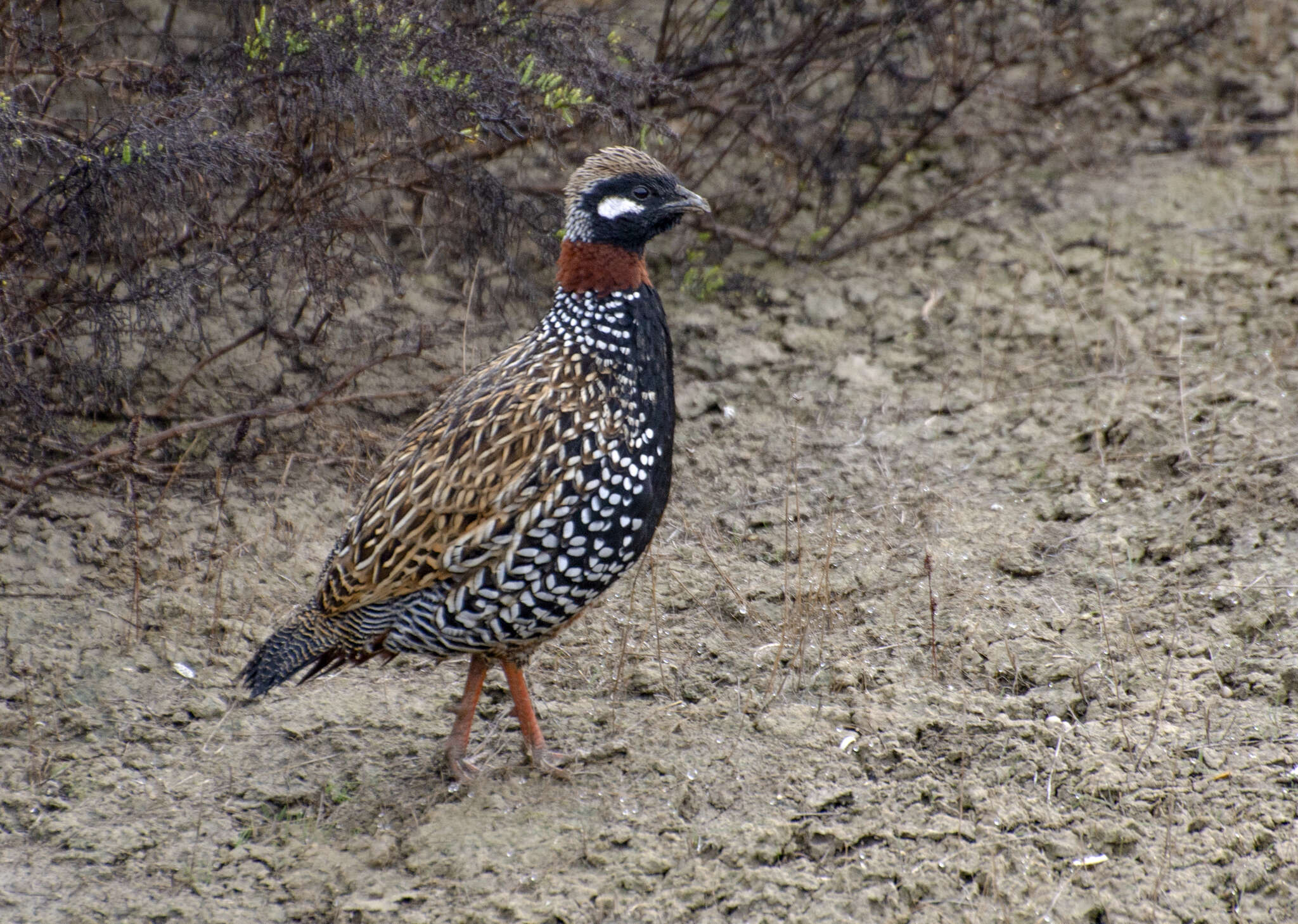 Слика од Francolinus francolinus (Linnaeus 1766)