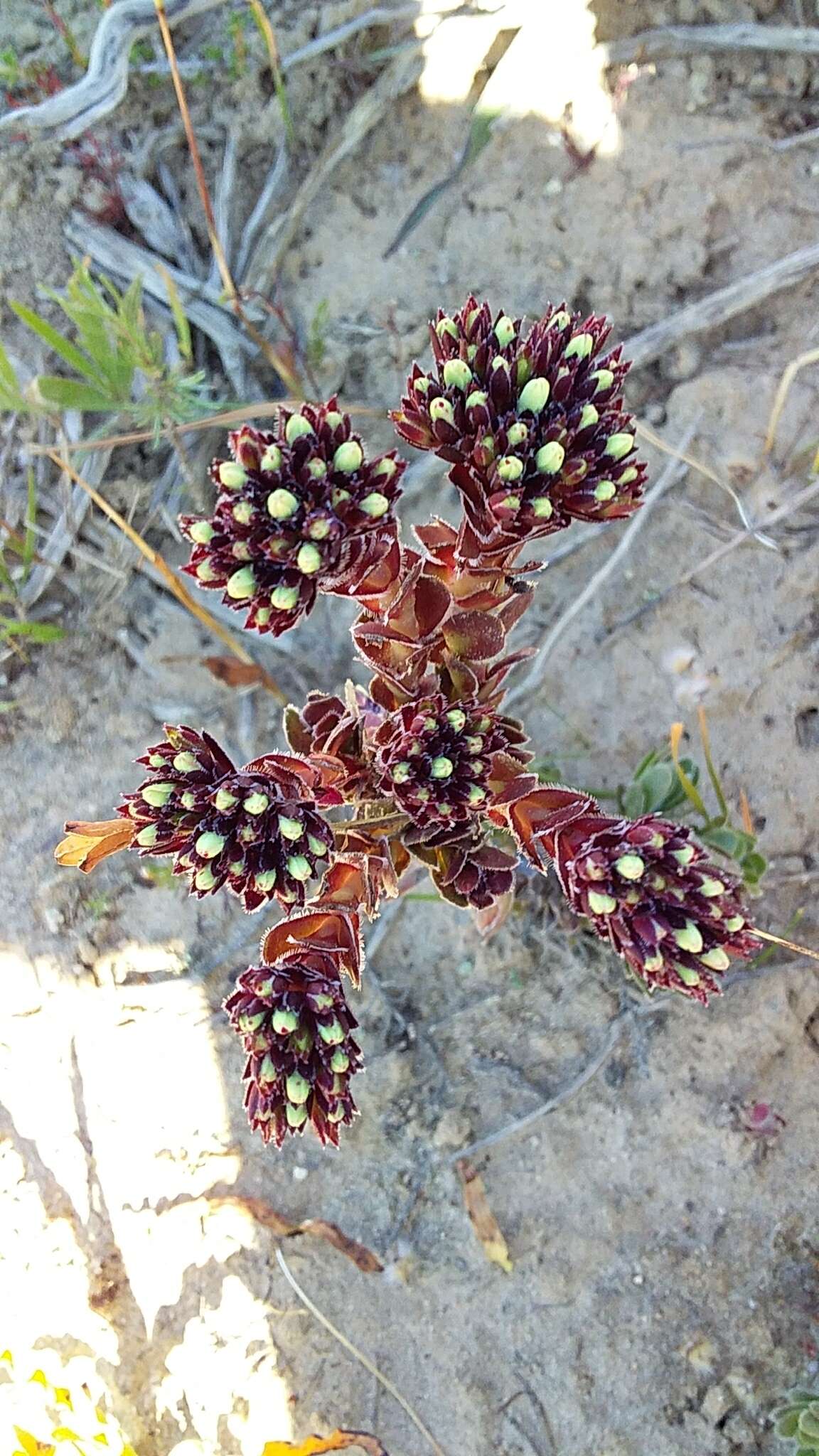 Image of Crassula dejecta Jacq.