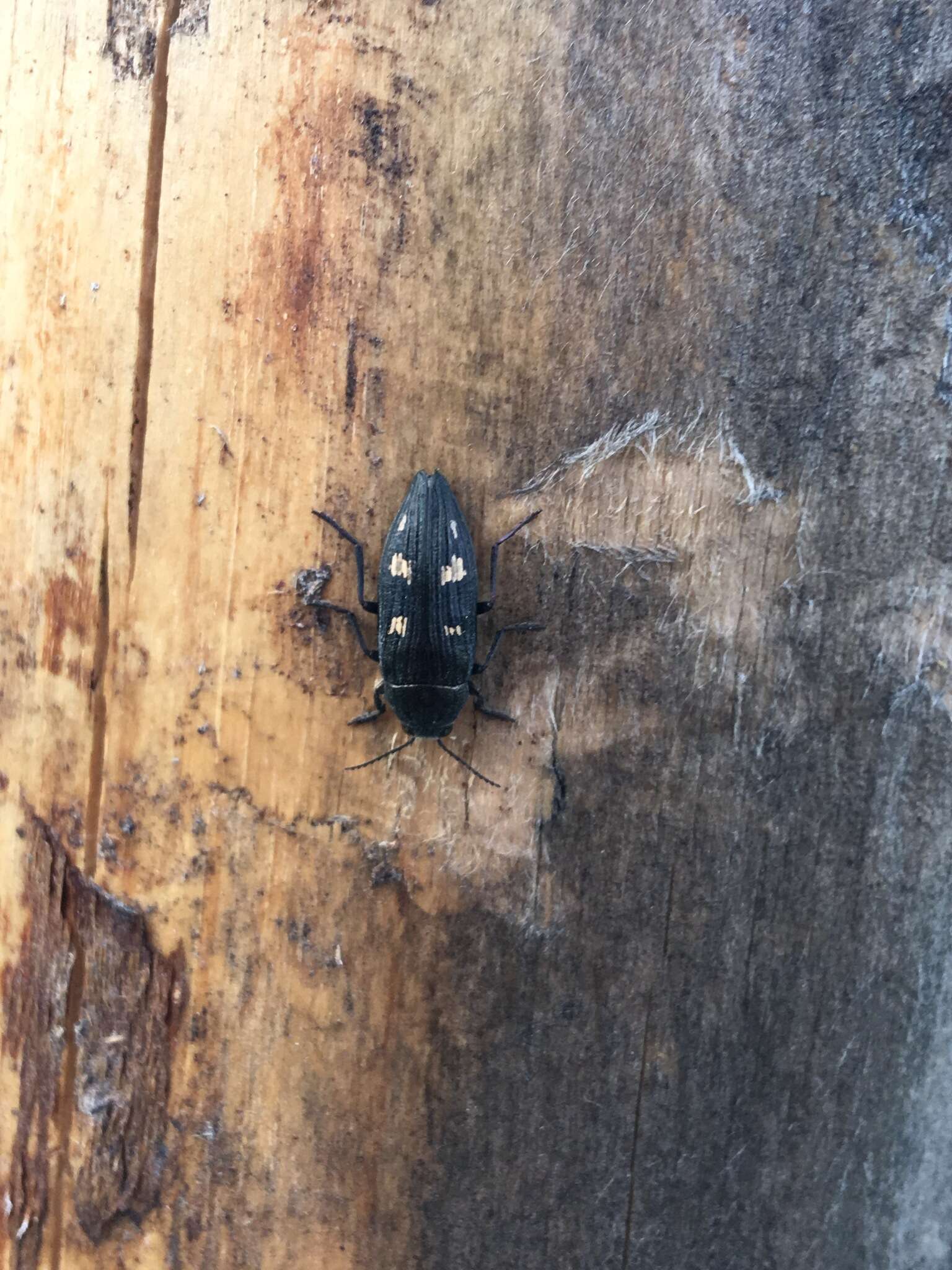 Image of Buprestis strigosa Gebler 1830