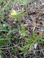 Image of Potentilla flagellaris Willd. ex Schltdl.