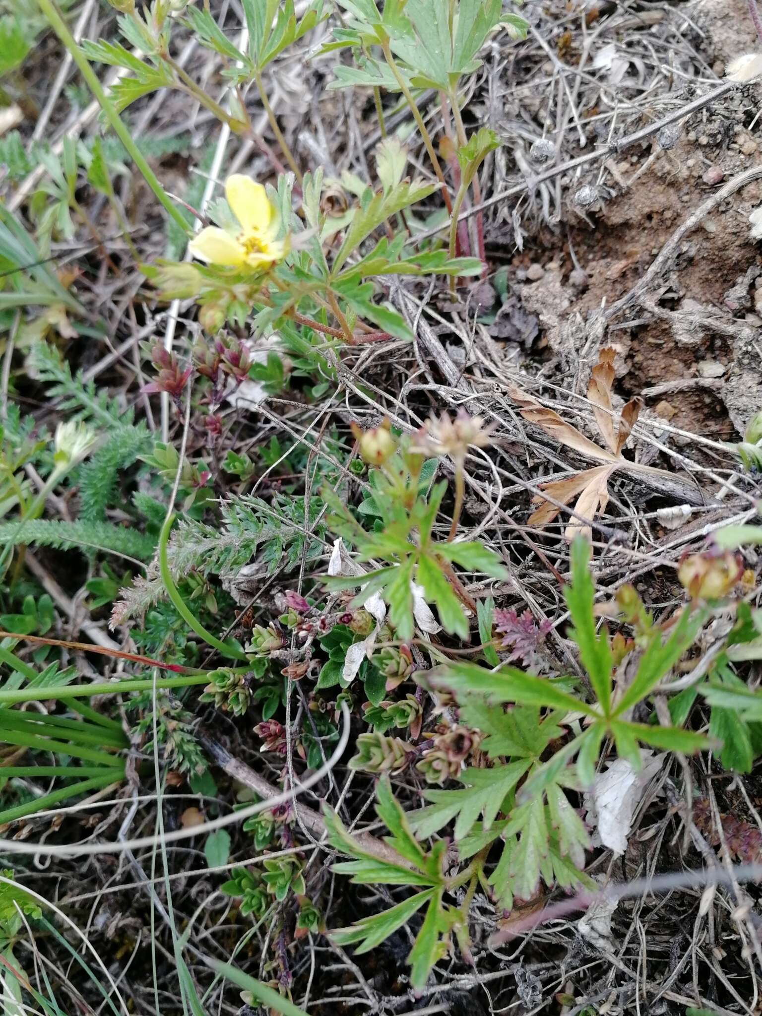 Image of Potentilla flagellaris Willd. ex Schltdl.