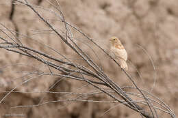 صورة Rhopospina carbonaria