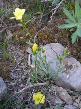 Imagem de Linum campanulatum L.