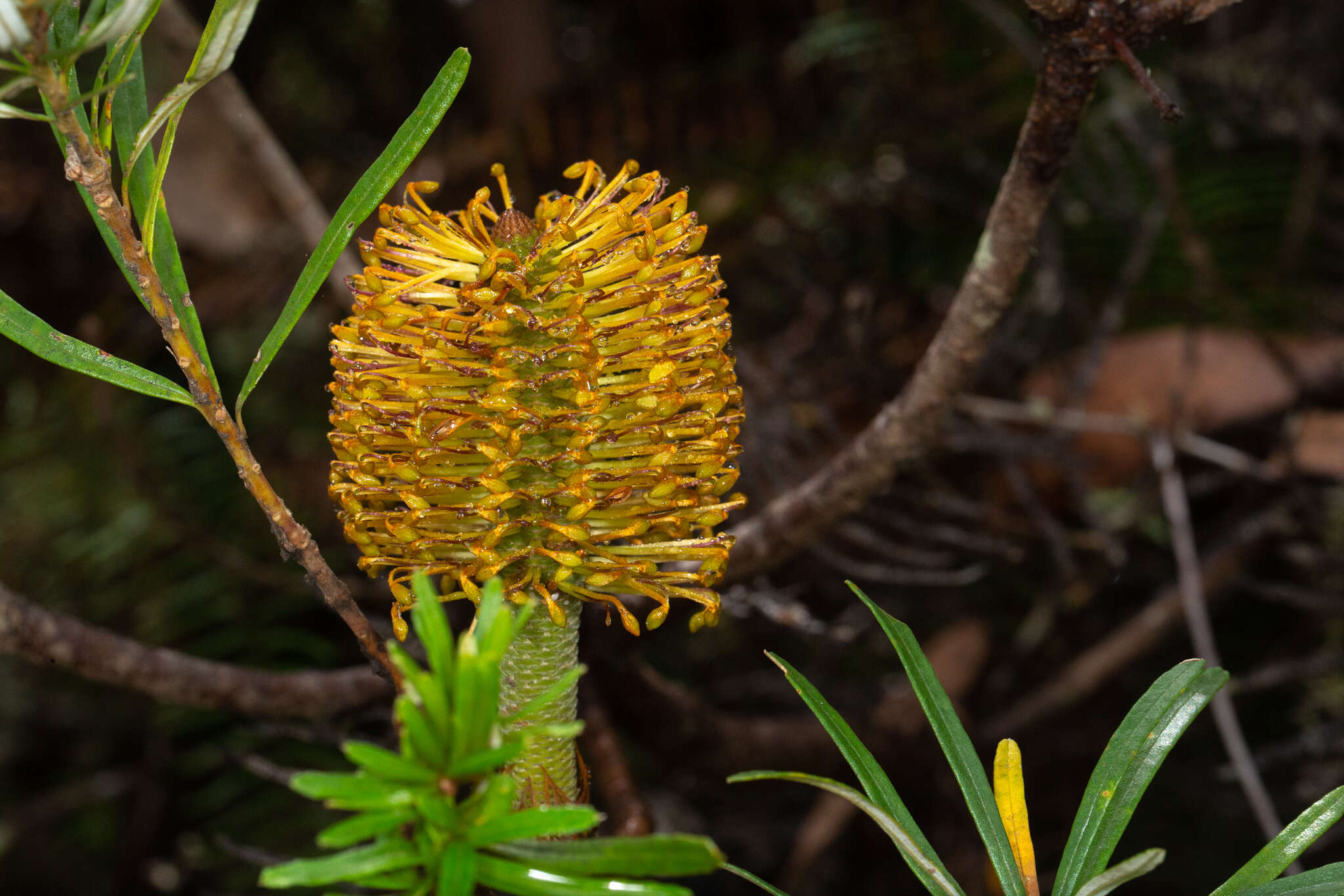 Image of Banksia neoanglica (A. S. George) Stimpson & J. J. Bruhl