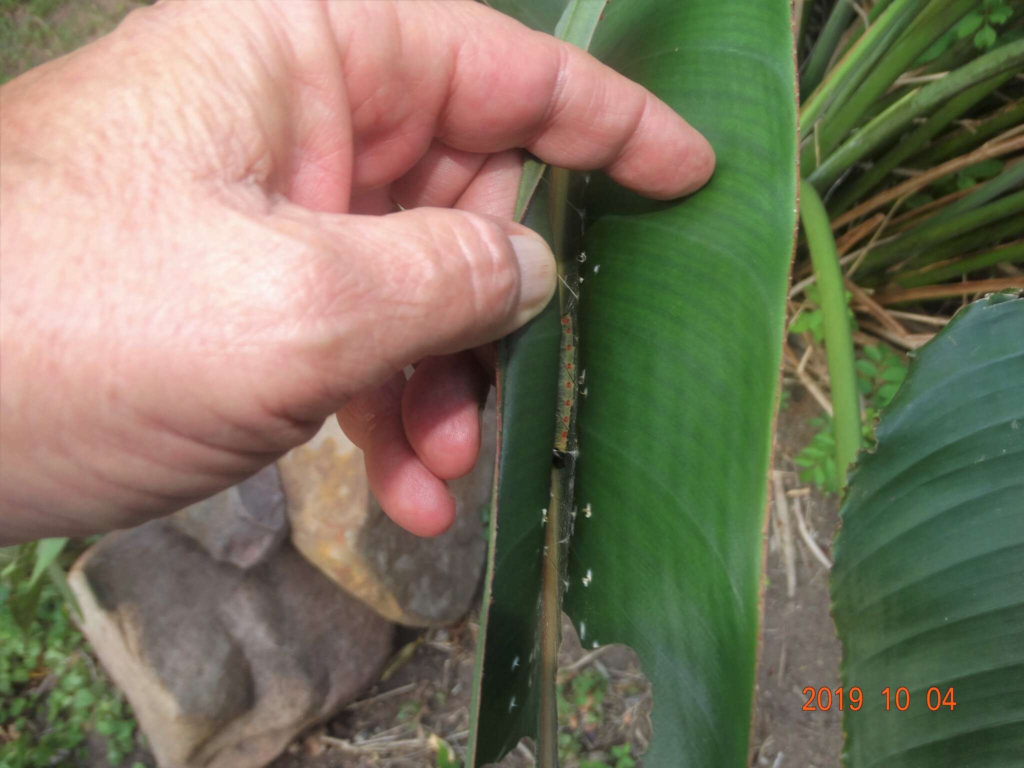 Image of Strelitzia reginae subsp. reginae