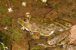 Image of African Groove-crowned Frog