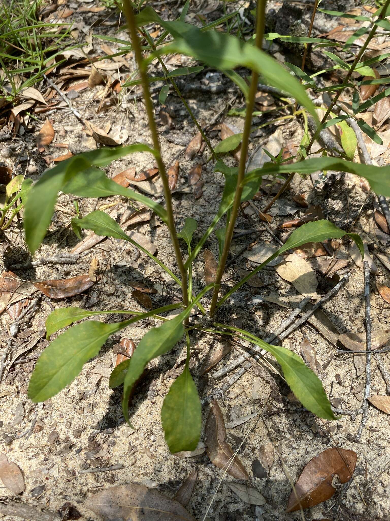 Image of Atlantic goldenrod