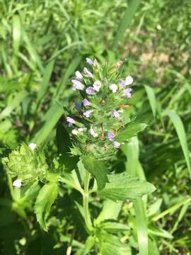 Image de dracocéphale à petite fleur