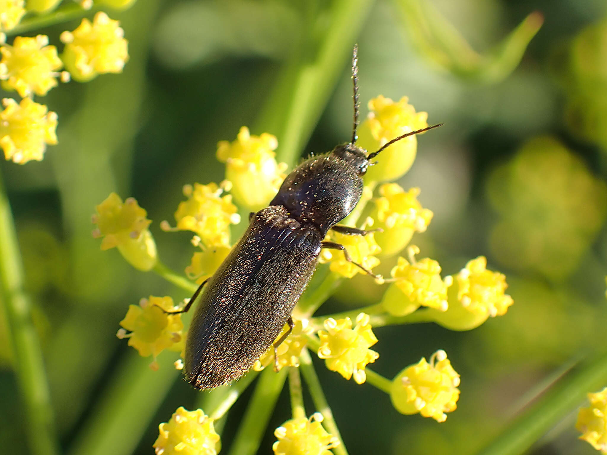 Image of Hemicrepidius niger (Linnaeus 1758)