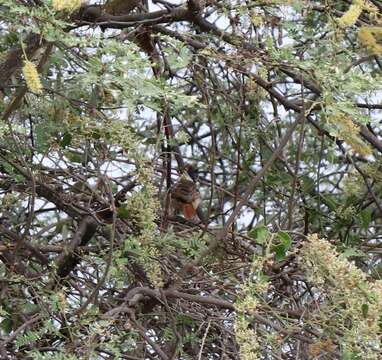 Image of Collared Antshrike