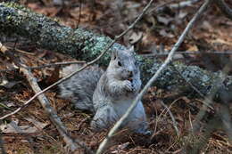 Image of Delmarva Peninsula fox squirrel